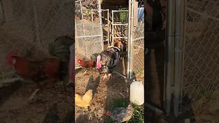 chicken run #homesteading