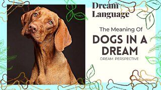 Dogs In Dreams | Biblical Perspectives