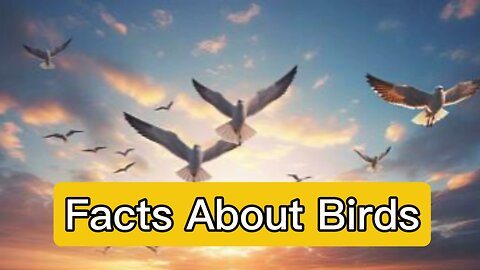 Facts About Birds