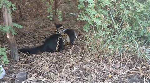 CAT STRANGLED BY A PYTHON