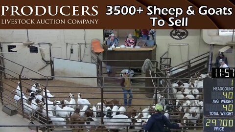 11/1/2022 - Producers Livestock Company Sheep & Goat Auction