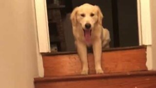 Cão só sabe descer escadas aos pulinhos!