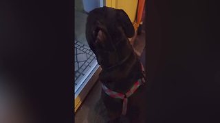 Adorable Dog Really Wants To Go Outside