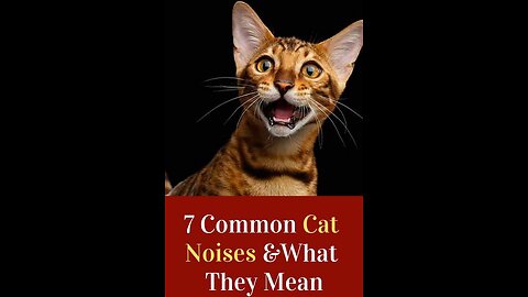 Sounds that attract cats - Cats, Dog & Kittens