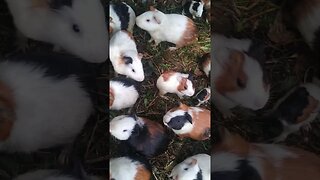 TERNAK PALING MUDAH DAN MENYENANGKAN #shortvideo #shorts #ternakmarmut #guineapig