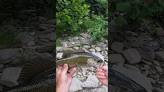 Smallmouth fishing Ohio creeks!