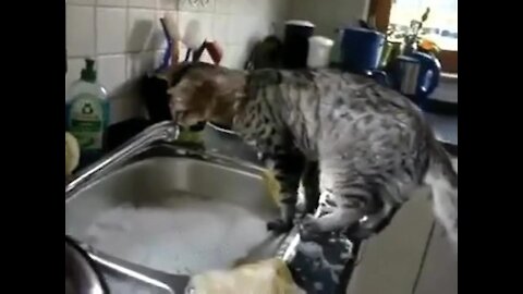 Cat washing the dishes