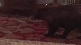VIDEO: Black bear wanders around Stanley Hotel lobby overnight