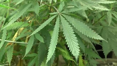 'Give Meridian voices a voice;' group wants voters to ban recreational marijuana shops