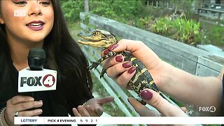 Baby alligator at Corkscrew Swamp Sanctuary