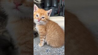 Here is the mom with all her baby kittens cats 🐈 #cats #kittens ￼