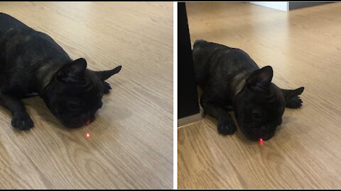 French Bulldog (Playing with the Laser)