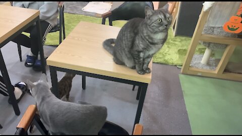 Adorable cats play in the cat cafe