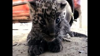 Stray Leopard Cub