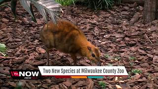 Milwaukee County Zoo welcomes three new animals