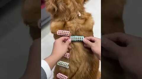 Dog Getting Hair Treatment #dogslovers #petdog #petvideos