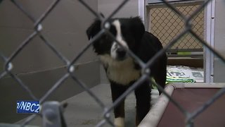 More than 30 dogs, parrot seized from home in Brown County