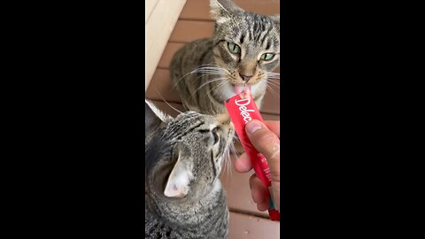 Cats enjoying a snack