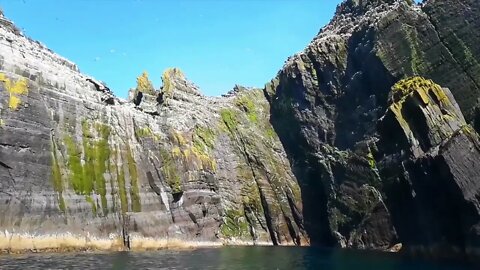 Ireland's Marine Life - Meet the Cast