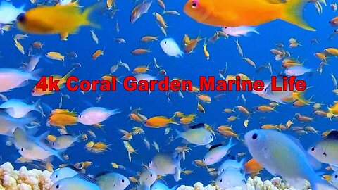 4k Coral Garden Marine Life | HD Video No Copy Right | Free Video