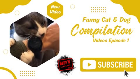 Try To Keep A Straight Face Challenge 🥴 - Funny Cat & Dog Compilation Videos Episode 1
