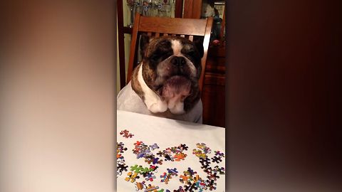 Bulldog Gets Frustrated By Puzzle