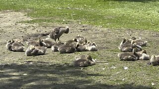 Flock of Goslings