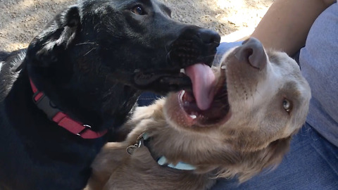 One dog is enjoying this kiss a lot more than the other dog