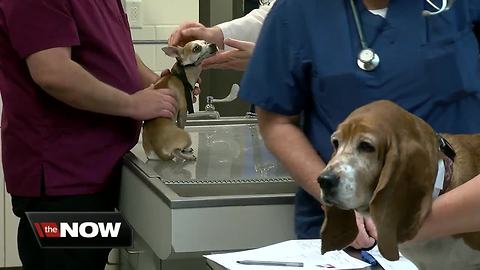 Vets warn of parvo outbreak infecting dogs throughout Tampa Bay Area