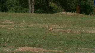 Neighbors worry plan to develop parking lot will wipe out prairie dog colony