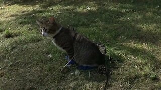 Puss in Boots Goes on a Trip