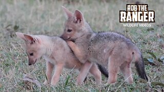 Black-Backed Jackal Pups Play At A Den | Lalashe Maasai Mara Safari