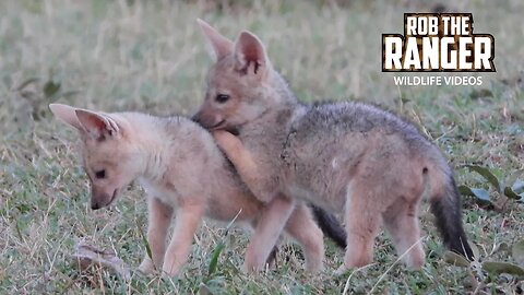 Black-Backed Jackal Pups Play At A Den | Lalashe Maasai Mara Safari