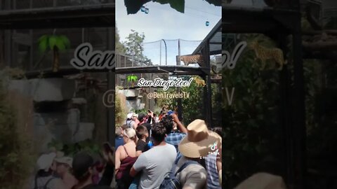 Visiting The San Diego Zoo In California | Jaguar Watching 🐆