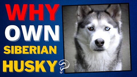 why own siberian husky