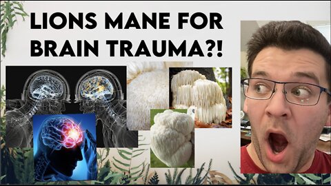 Lions Mane for Brain Trauma?!