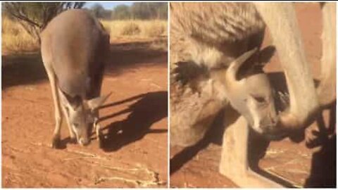 Liten känguru älskar att sitta i mammans pung