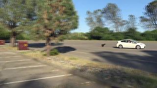 How to exercise your dogs using a car