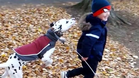 Dalmatian Won&#039;t Let Owner Go To School