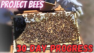 Project Bee Episode 6: 30 Days After Package Bee Install in New Hive