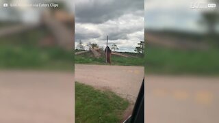 Un ours s'essaie au pole dance contre un arbre