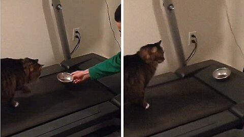 Cat walking on an electric treadmill trying to get his food