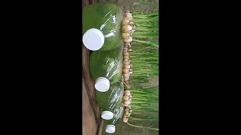 Garlic Growing Guide: How to Successfully Cultivate Garlic at Home #gardening #viral