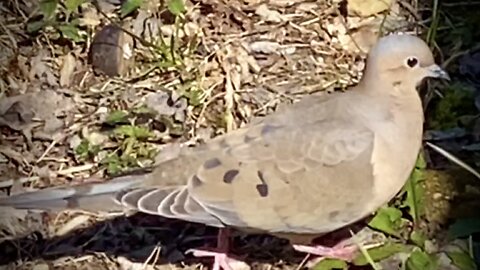 Mourning Doves