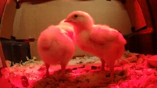 Baby Chicks Recorded with a Spider Tripod Video 1
