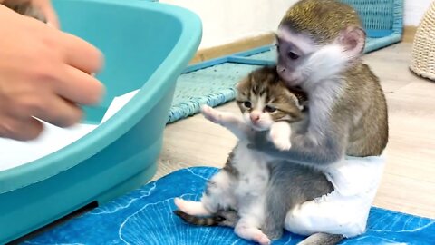 "Mom it is my kitten!" - baby monkey Susie is worried and does not give kitten, hugging him