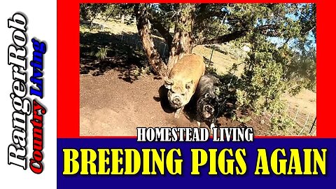 Breeding Our Idaho Pasture Pigs Again