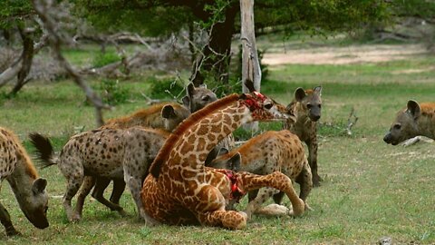 Animal fight hyena - The real fight to death 2 !!! #Hyenas​ #​DeathFight