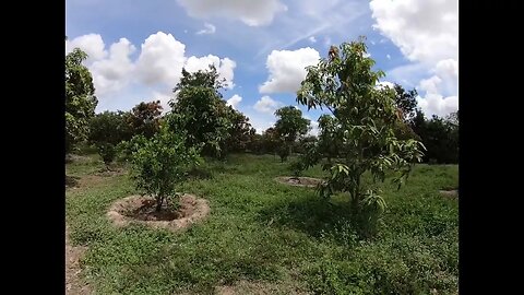 Sunday picnic at Cashew nut farm near Angkor site - a part of stress relief