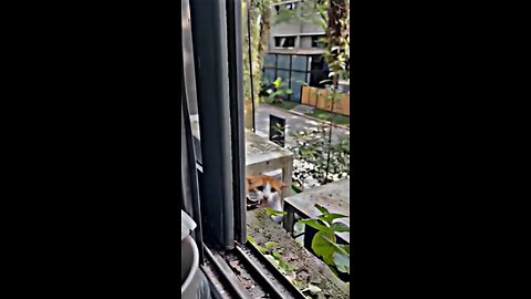 cat video